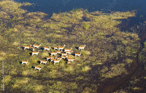 Aerial view of Red Lechwe (Kobus leche leche), running in a freshwater marsh, aerial view, Okavango Delta, Moremi Game Reserve, Botswana. photo