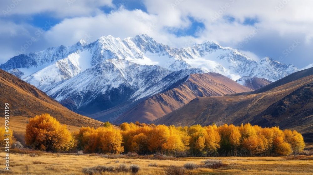 Golden Aspen Grove Against a Snowy Mountain Range Golden Aspen Grove Against a Snowy Mountain Range
