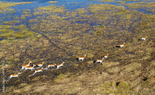 Aerial view of Red Lechwe (Kobus leche leche), running in a freshwater marsh, aerial view, Okavango Delta, Moremi Game Reserve, Botswana. photo