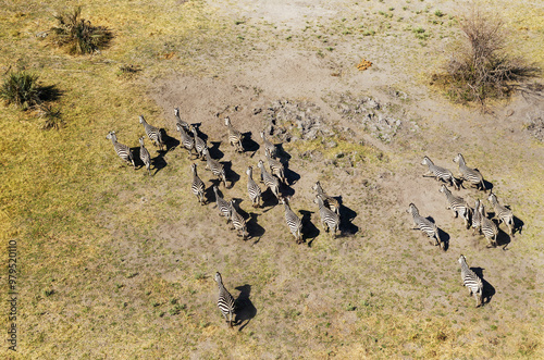 Aerial view of Burchell's Zebra (Equus quagga burchelli), roaming in a freshwater marsh, aerial view, Okavango Delta, Moremi Game Reserve, Botswana. photo