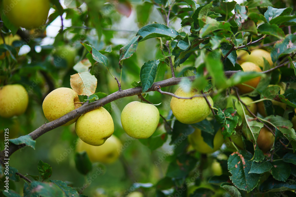 Yellow ripe organic apples on apple tree branch. Yellow ripe organic apples on apple tree branch.