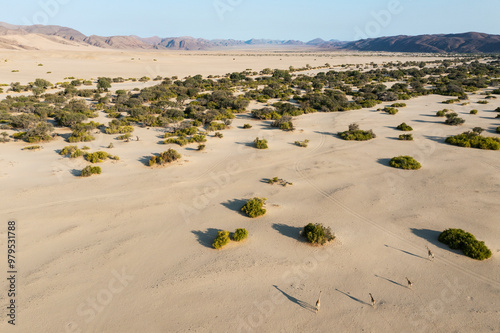 Aerial view of Angolan Giraffe (Giraffa giraffa angolensis), in the dry bed of the Hoarusib river, aerial view, drone shot, Kaokoland, Kunene Region, Namibia. photo