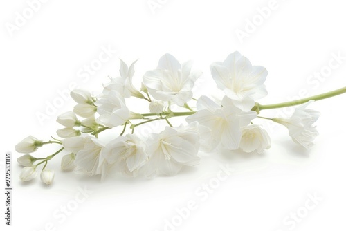 Bunch of white flowers blossom plant petal.