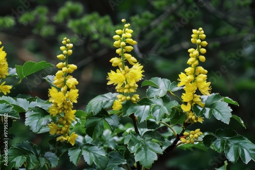 Berberis aquifolium evergreen shrub with holly like leaves and yellow spring flowers in Berberidaceae family