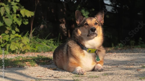 Corgi Dog Laying on Gravel