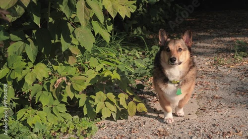 Corgi Dog Standing on Gravel near Vines