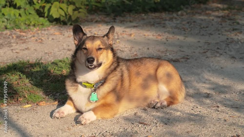 Corgi Dog Laying on Gravel Driveway