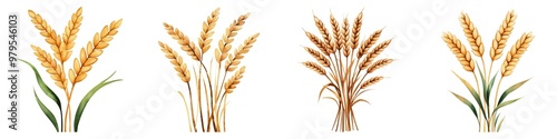 Collection of wheat stems featuring golden grain heads against a clean background, ideal for agricultural or food-related designs.