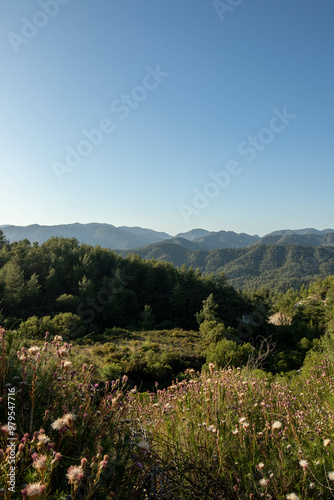 Forest and Mountains nature landscape