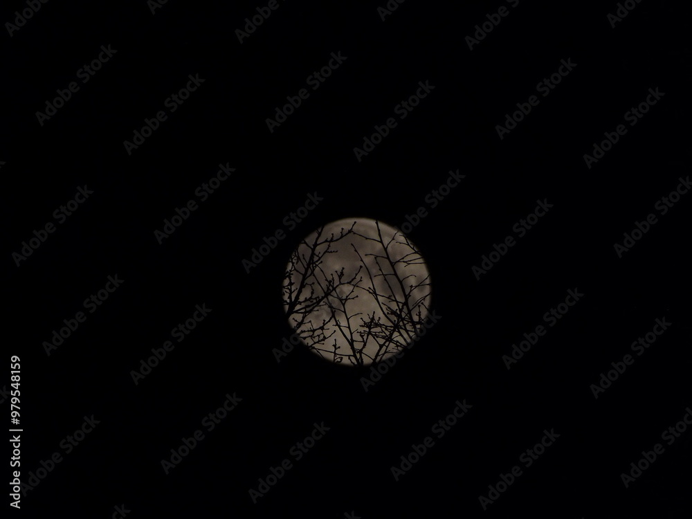 the hidden moon behind the trees the hidden moon behind the trees