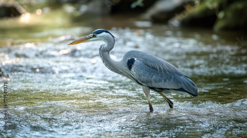 Gray Heron in a River Stream