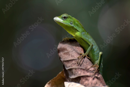 Maned forest lizard hanging on a dead leaf