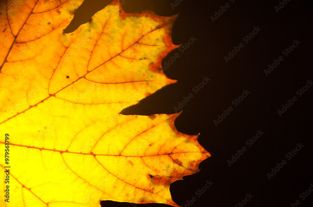 autumn leaves background, in detail autumn leaves background, in detail