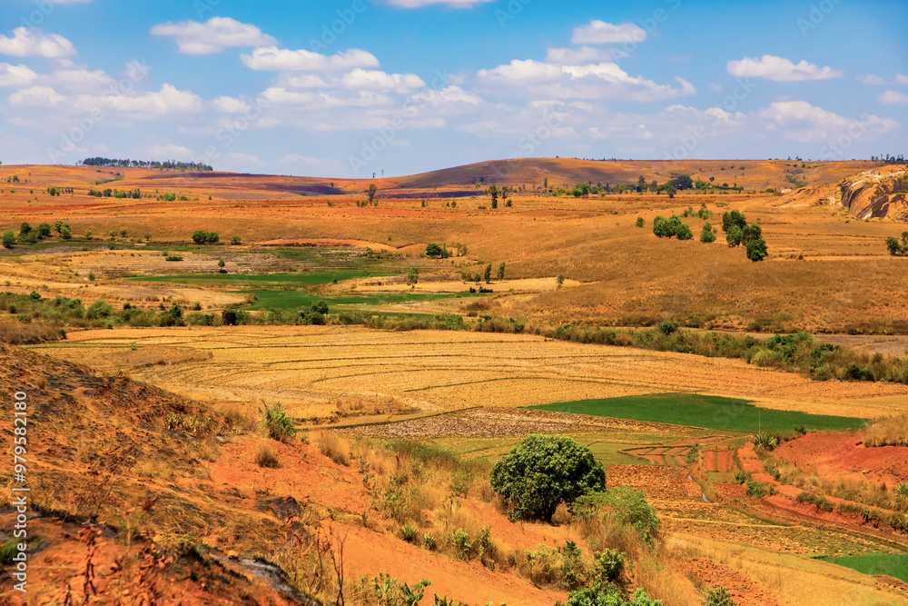 Obraz premium Typical Madagascar landscape rice terrace fields