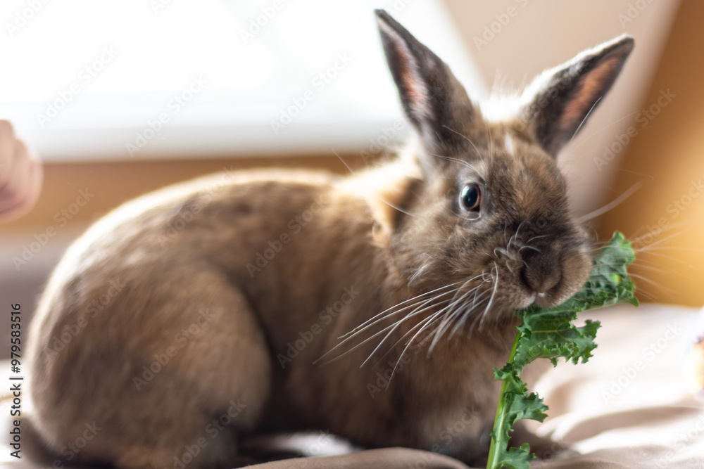 Obraz premium A domestic rabbit eats cabbage. Pet concept.