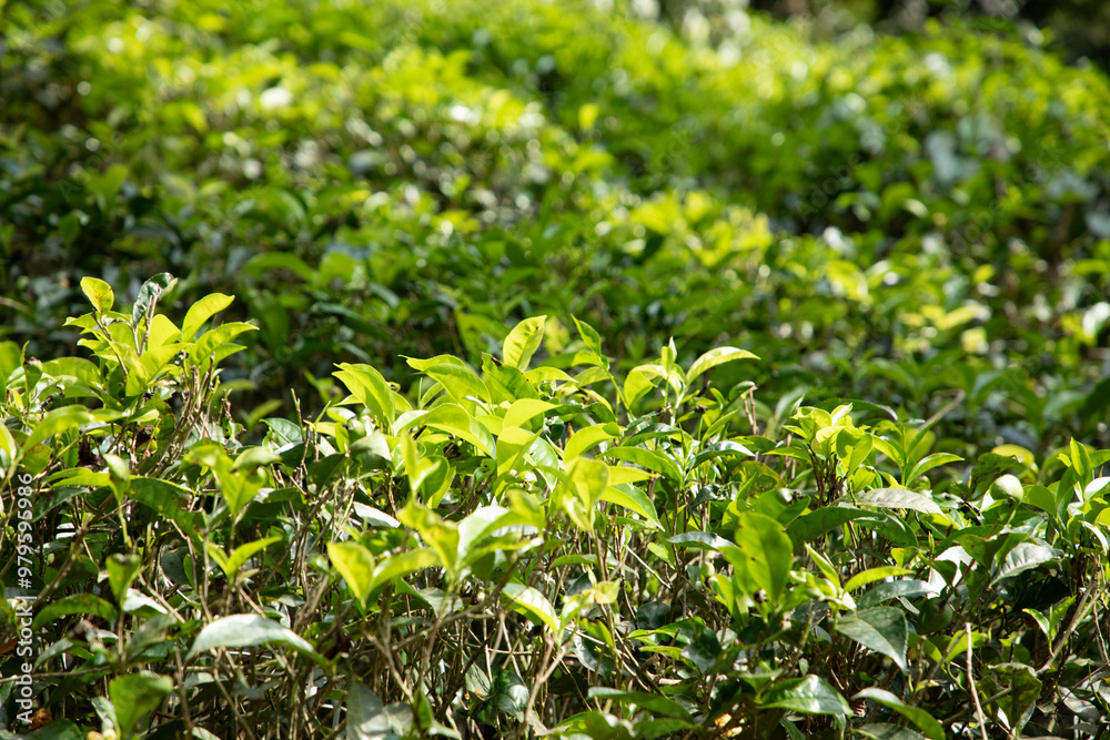 high mountain tea plantation in Sri Lanka high mountain tea plantation in Sri Lanka