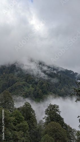 fog in the mountains