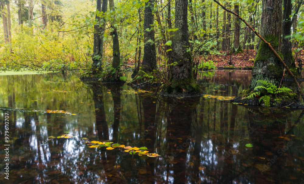 Fototapeta premium Fooled swamp with tree, fern and autumn leaf. Czech calm landscape