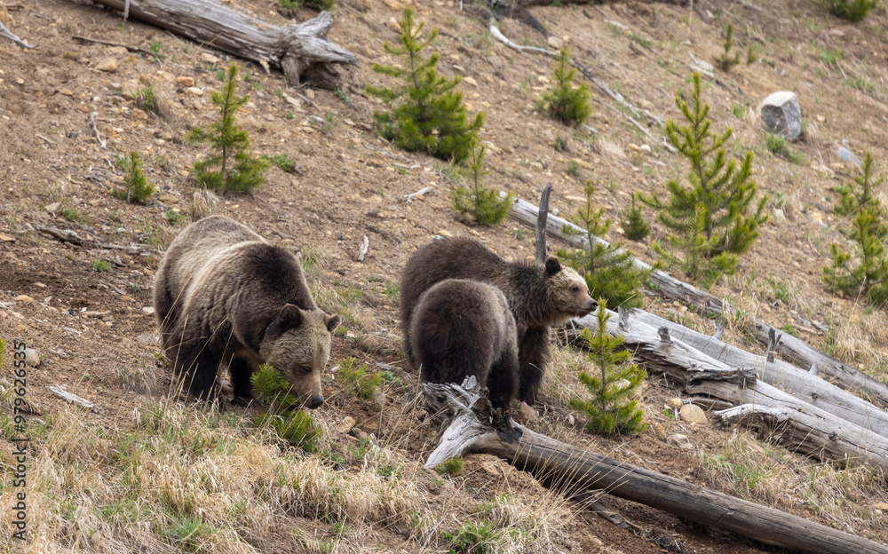 Grizzly Bear Sow and Cubs in Springtime in Yellowstone National Park Wyoming Grizzly Bear Sow and Cubs in Springtime in Yellowstone National Park Wyoming