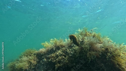 A yellow, camouflaged seahorse clings by its tail to the top of yellow plants, swaying with the underwater wave currents, then detaches and swims away. Check the gallery for similar footages. photo