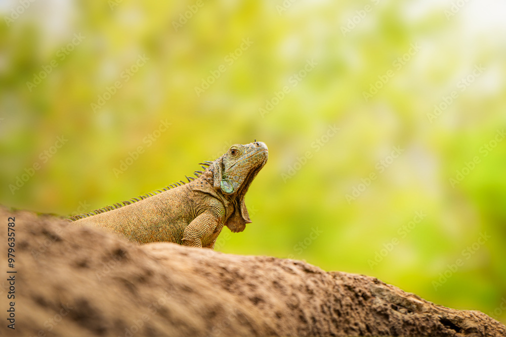 Obraz premium iguana