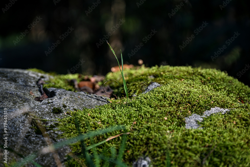 moss on the stone moss on the stone