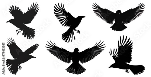 Silhouettes of birds flying in various poses, flock of birds in motion, isolated on transparent background