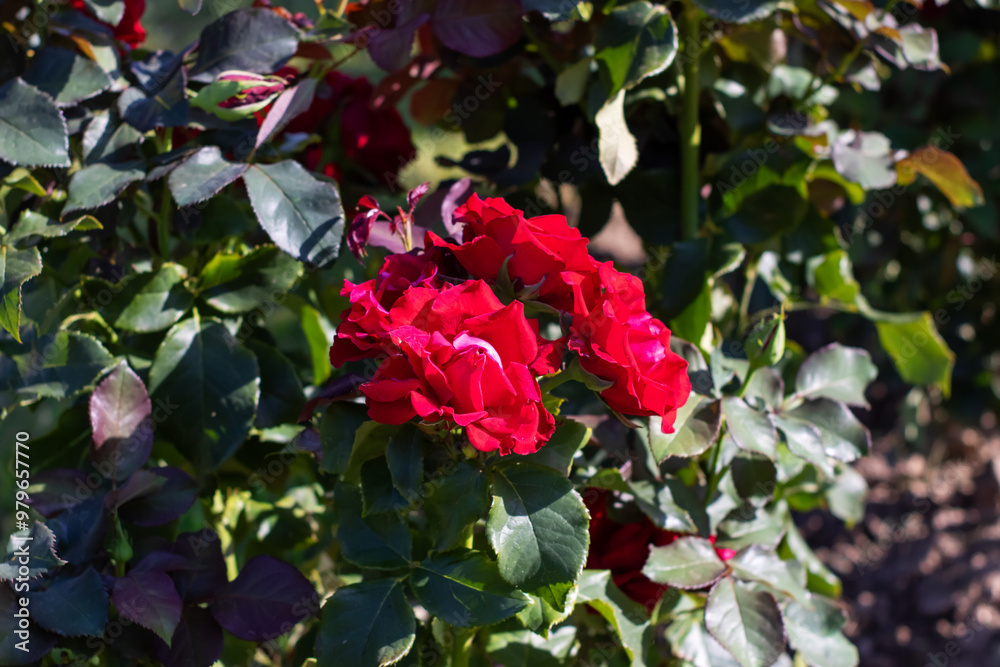 There exists a bush adorned with beautiful red roses and lush green leaves There exists a bush adorned with beautiful red roses and lush green leaves
