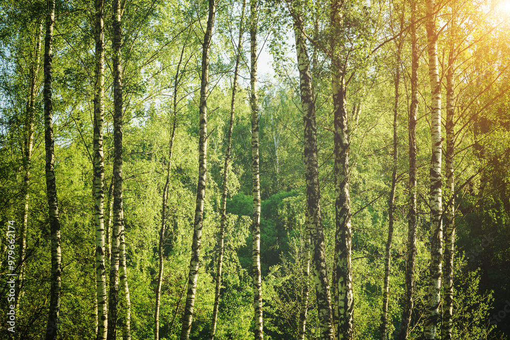 Grove of birches with young green leaves at sunset or sunrise in spring or summer. Vintage film aesthetic.
