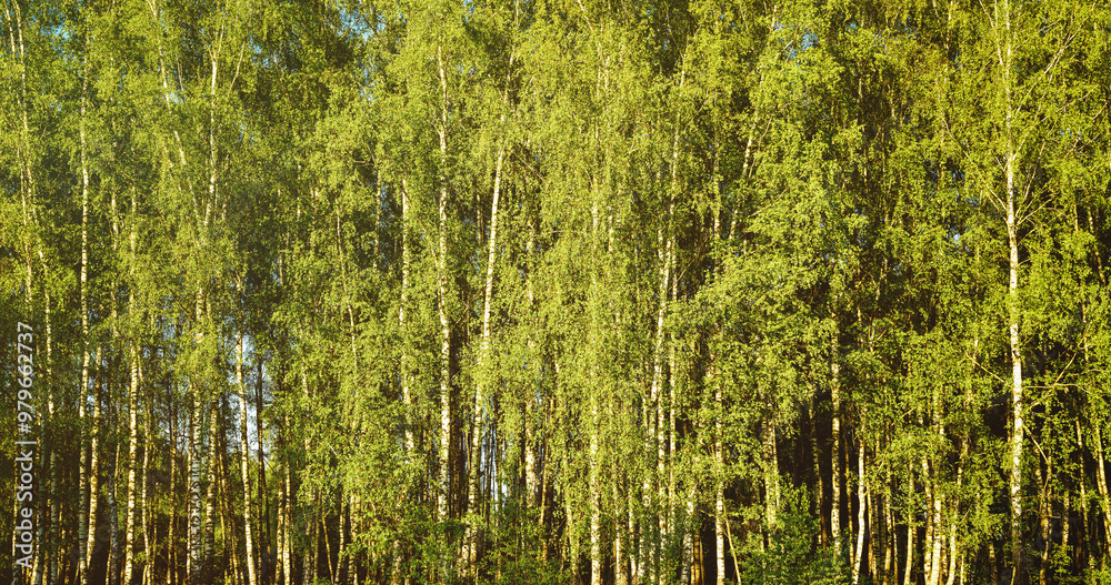 Fototapeta premium Grove of birches with young green leaves at sunset or sunrise in spring or summer. Vintage film aesthetic.