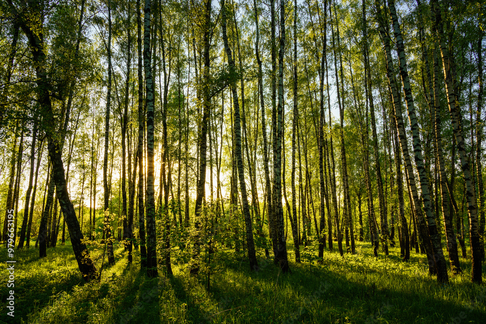 Fototapeta premium Grove of birches with young green leaves at sunset or sunrise in spring or summer.