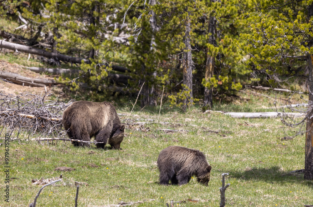 Grizzly Bear Sow and Cubs in Springtime in Yellowstone National Park Wyoming Grizzly Bear Sow and Cubs in Springtime in Yellowstone National Park Wyoming