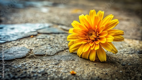 Vibrant yellow flower lies on rough, textured surface, possibly concrete, with petals intact, evoking a sense of fleeting beauty and ephemeral nature.