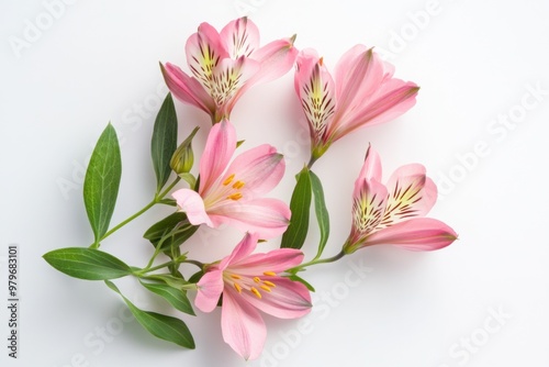 Delicate Pink Alstroemeria Cluster on White