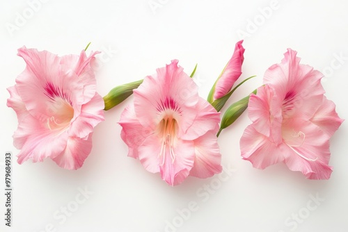 Striking Pink Gladiolus Spike Closeup