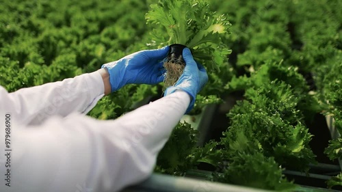 Hands of Worker Inspecting Green Herbs in Greenhouse Pov photo