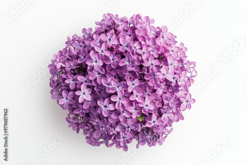 Fragrant Purple Lilac Cluster on White