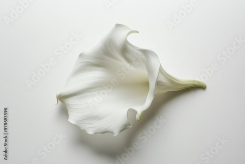 Elegant White Arum Lily on Clean Background