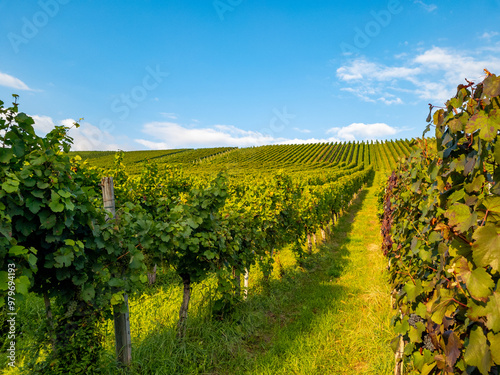 Weinberge