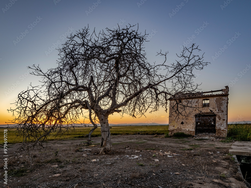 Naklejka premium Sunset around the Albufera of Valencia (Spain)