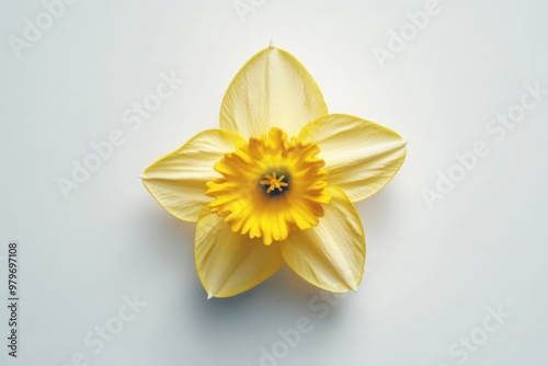 Sunny Yellow Daffodil Bloom on White photo