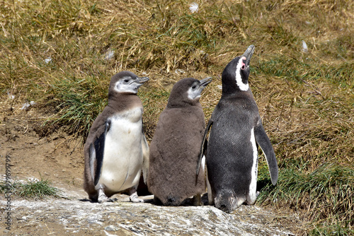 Family group of Magellanic Penguins on Magdalena Island, Chile. photo