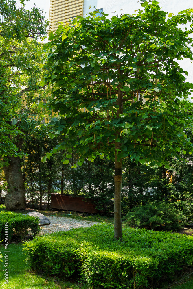 A linden tree trimmed as cube grows from a similarly formed cube of boxwood. The original design of the recreational spaces of the resort town of Gelendzhik. A linden tree trimmed as cube grows from a similarly formed cube of boxwood. The original design of the recreational spaces of the resort town of Gelendzhik.