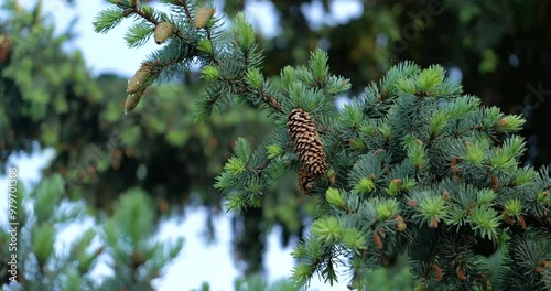 A beautiful close-up of a blue spruce branch, revealing the contrast between fresh needles and older growth, along with cones from different seasons. The soft wind adds a calming effect