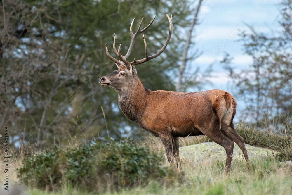 Wild imprevvise Red deer stag (Cervus elaphus) standing in an alpine meadow at twilight on forest background an showing its size. Natural enviroment, Alps, Piedmont, Italy. Rare.
