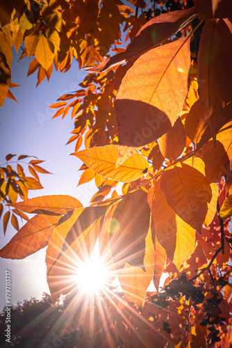 Sunfall Tree 2 photo