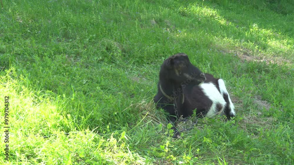 Black and white goat at the meadow Black and white goat at the meadow