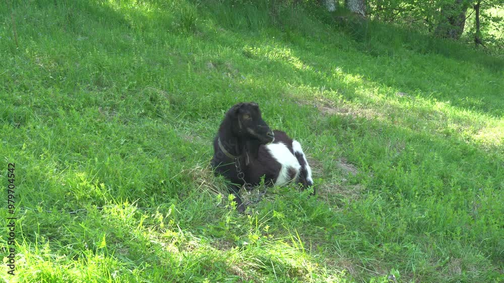 Black and white goat at the meadow Black and white goat at the meadow