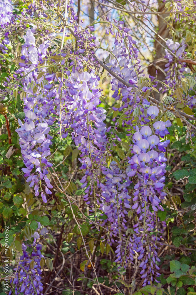 Fototapeta premium Springtime. Beautiful wisteria flowers in garden