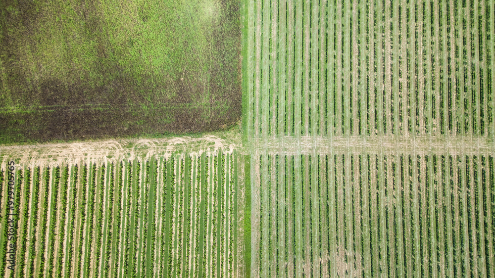 Fototapeta premium Agriculture en Gironde